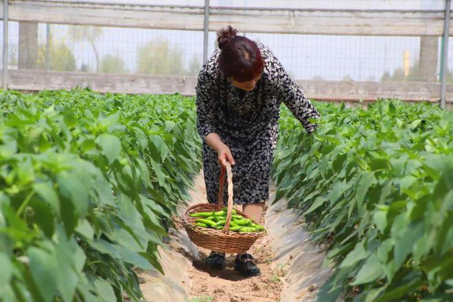 创历史新高！2024年渭南蔬菜面积产量实现双增长
